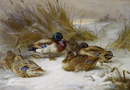 Winter Landscape With Mallard