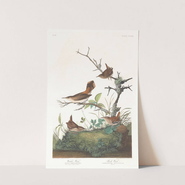 Winter wren by John James Audubon