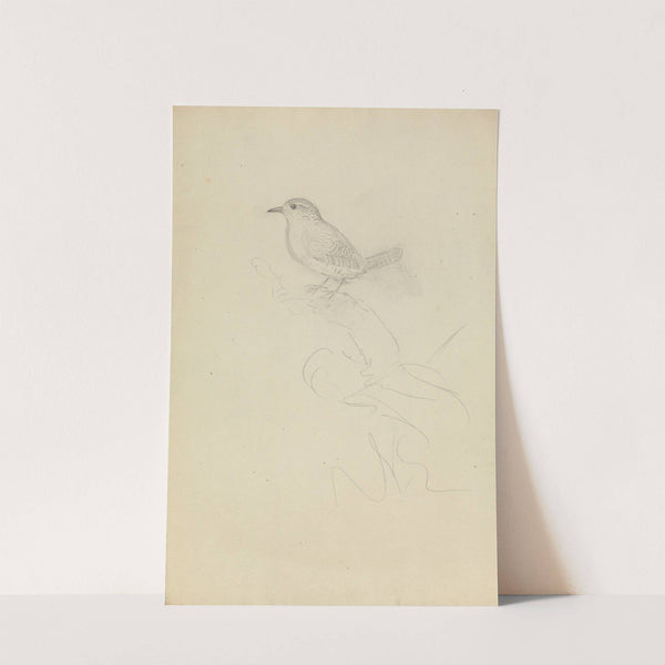 Winter wren by James Sowerby