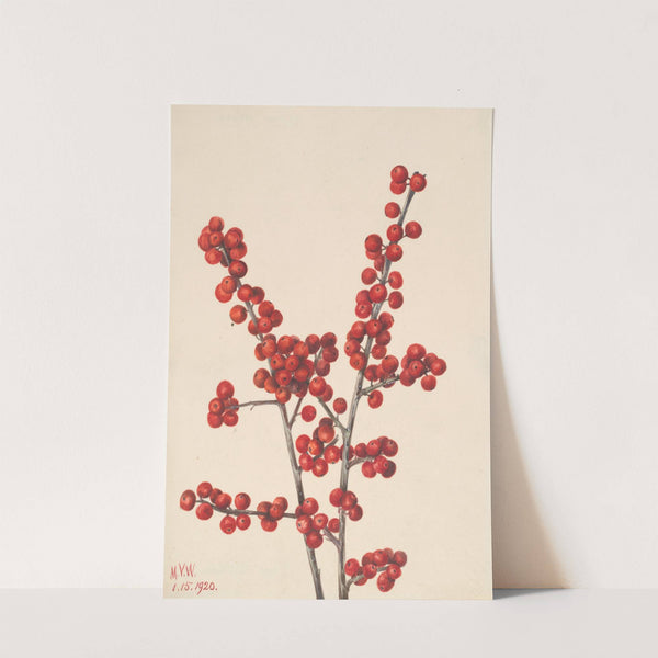 Winterberry (Ilex verticillata) (1920) by Mary Vaux Walcott