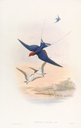 Wire-tailed Swallow