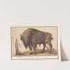 Wisent of Europese bizon (Bison bonasus) Buffel. Bos. Bison Veterum. Bison (1596-1610) by Anselmus Boëtius de Boodt