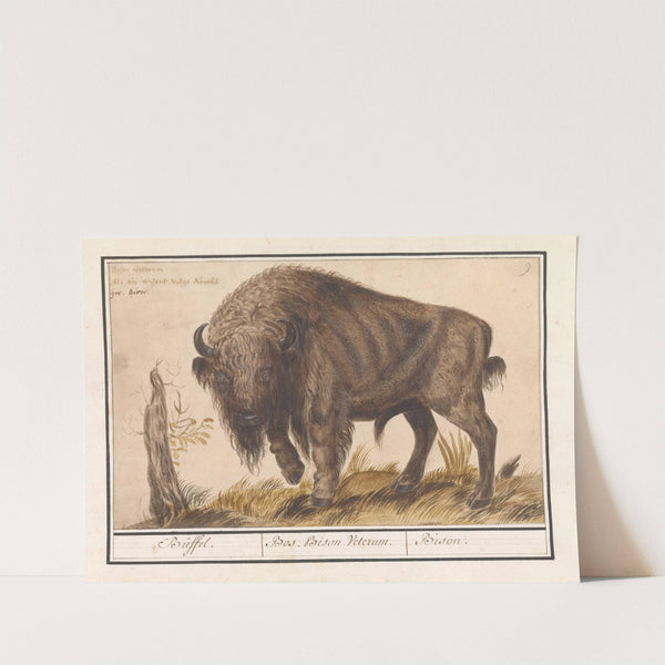 Wisent of Europese bizon (Bison bonasus) Buffel. Bos. Bison Veterum. Bison (1596-1610) by Anselmus Boëtius de Boodt