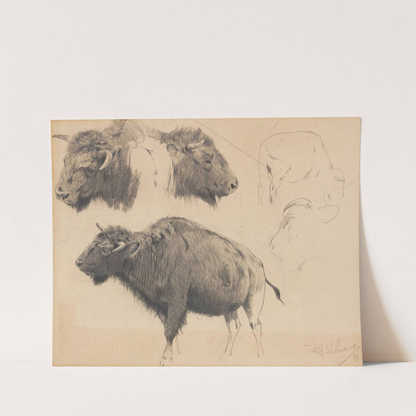 Wisent und Wisentkopf-Studien (1886) by Wilhelm Kuhnert