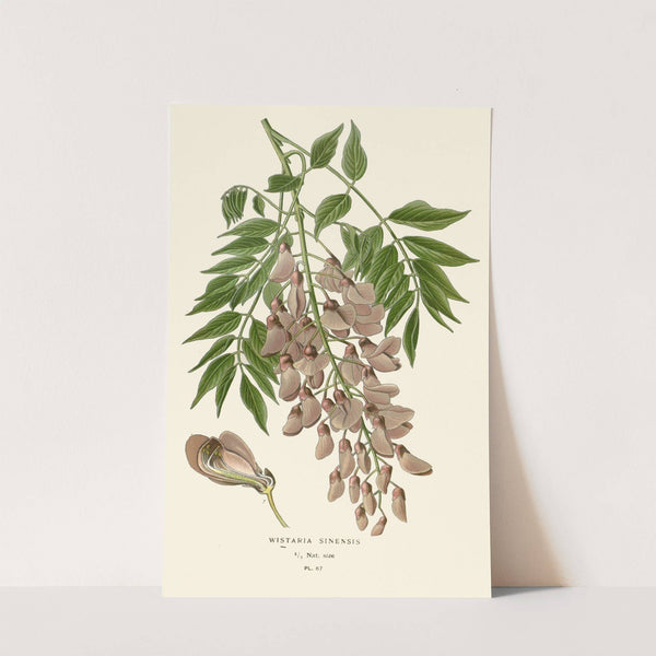 Wistaria Sinensis (1896-1897) by Edward Step