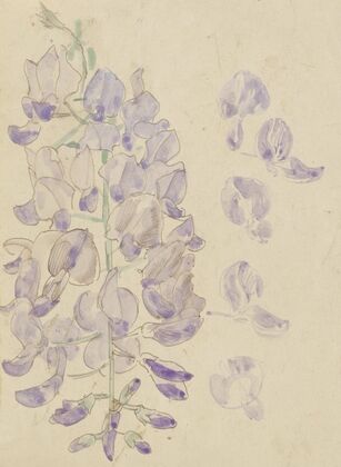 Wisteria