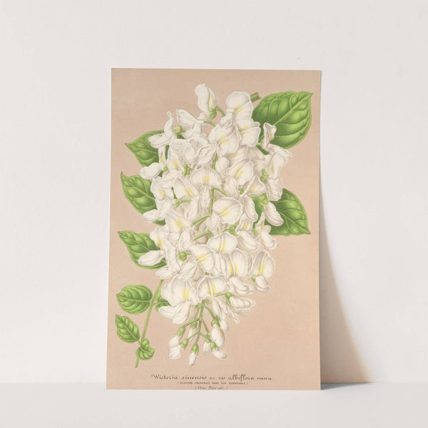 Wisteria sinensis DC. var. albiflora by Charles Antoine Lemaire