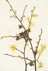 Gentian (Gentiana affinis) (1915)