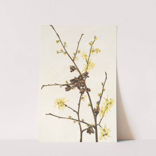 Witch-hazel. Hamamelis virginiana (1925) by Mary Vaux Walcott