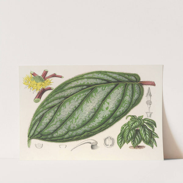 Witheringia pogonandra by Charles Antoine Lemaire