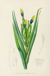 Witsenia Maura