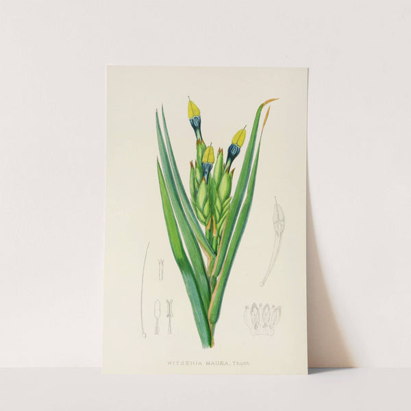 Witsenia Maura by Illtyd Buller Pole-Evans