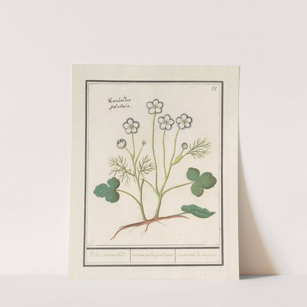 Witte boterbloem (Ranunculus aconitifolius) Veldt roononckel. ranunculus palustris ranoncule de bruijere. (1596-1610) by Anselmus Boëtius de Boodt