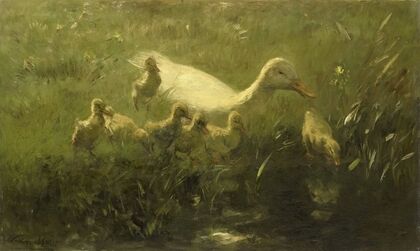 Witte eend met kiekens