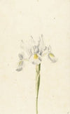 Witte iris