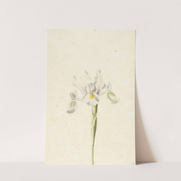 Witte iris by Pieter Withoos