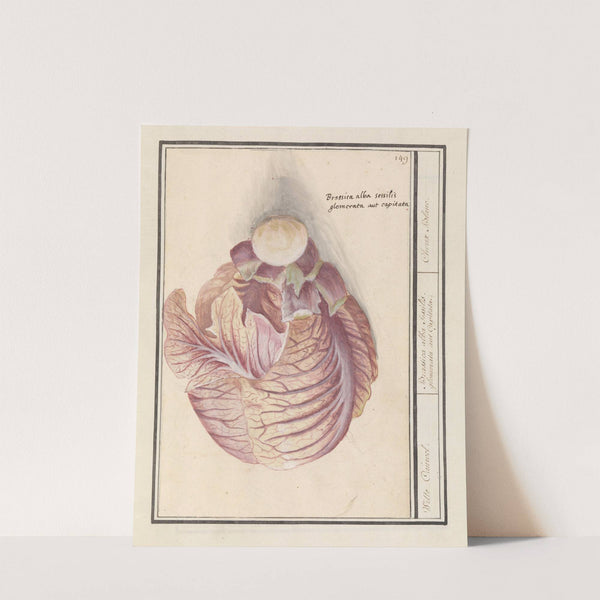 Witte kool (Brassica oleracea) Witte Cauwel. Brassica alba sessilis. glomerata aut Capitata. Choux Blanc. (1596-1610) by Anselmus Boëtius de Boodt