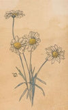Witte margrieten
