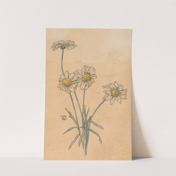 Witte margrieten by Willem Wenckebach