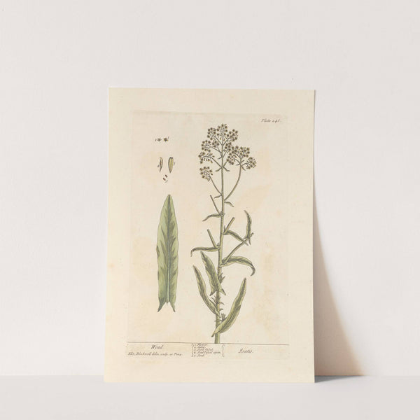 Woad by Elizabeth Blackwell