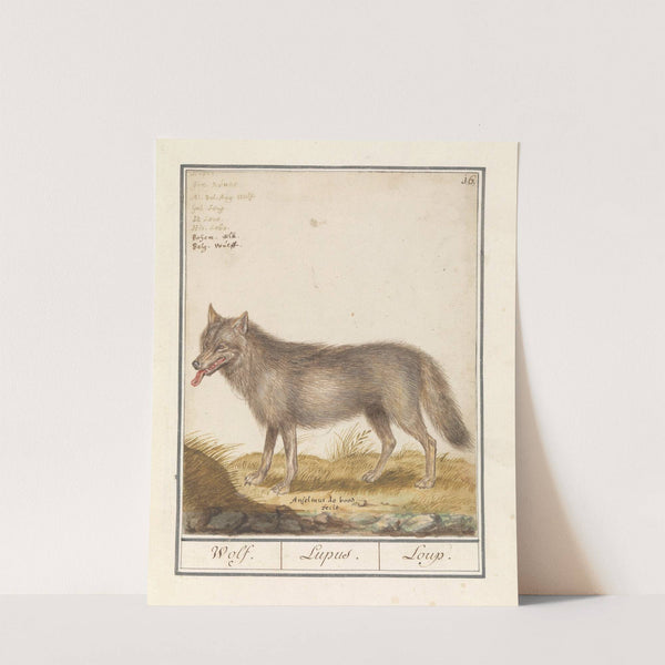 Wolf (Canis lupus) Wolf. Lupus. Loup. (1596-1610) by Anselmus Boëtius de Boodt