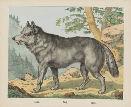 Wolf (1829-1880)