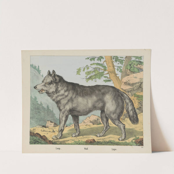 Wolf (1829-1880) by Joseph Scholz