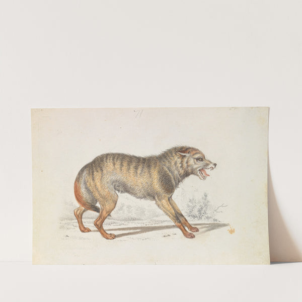 Wolf of Southern States, North America (1837) by Charles Hamilton Smith