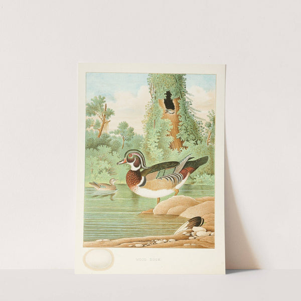 Wood Duck (1882) by Edwin L. Sheppard