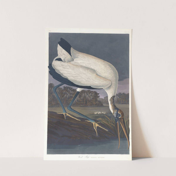 Wood ibis by John James Audubon