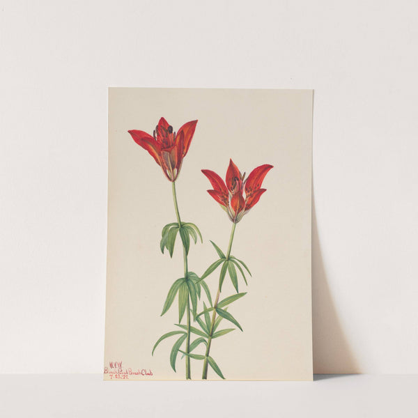 Wood Lily (Lilium philadelphicum) (1932) by Mary Vaux Walcott