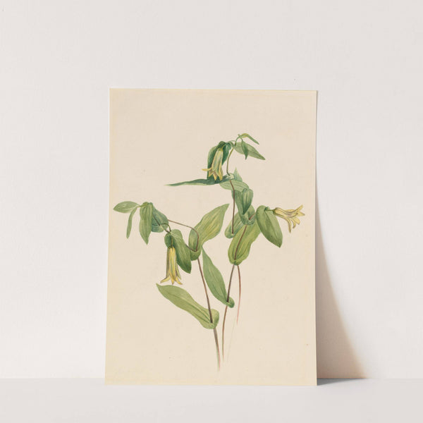 Wood Merrybells (Uvularia perfoliata) by Mary Vaux Walcott