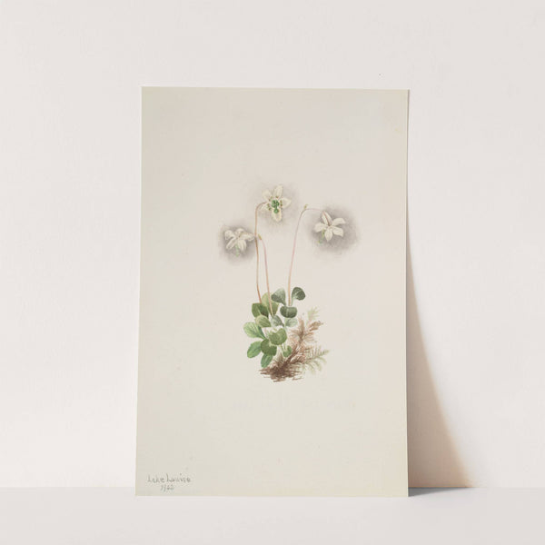 Wood-Nymph (Moneses uniflora) (1902) by Mary Vaux Walcott