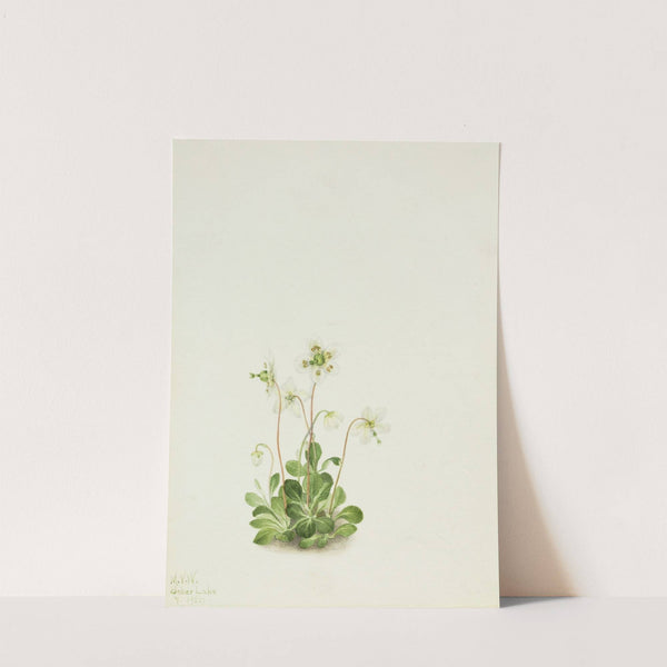 Wood Nymph (Moneses uniflora) (1925) by Mary Vaux Walcott