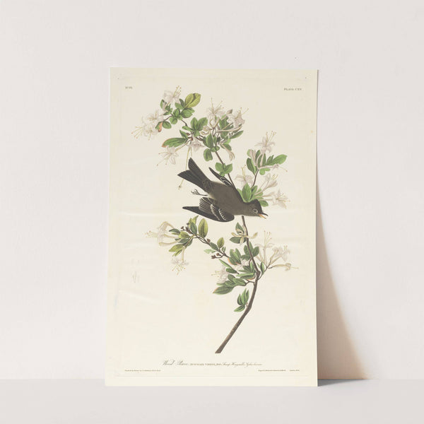 Wood pewee by John James Audubon