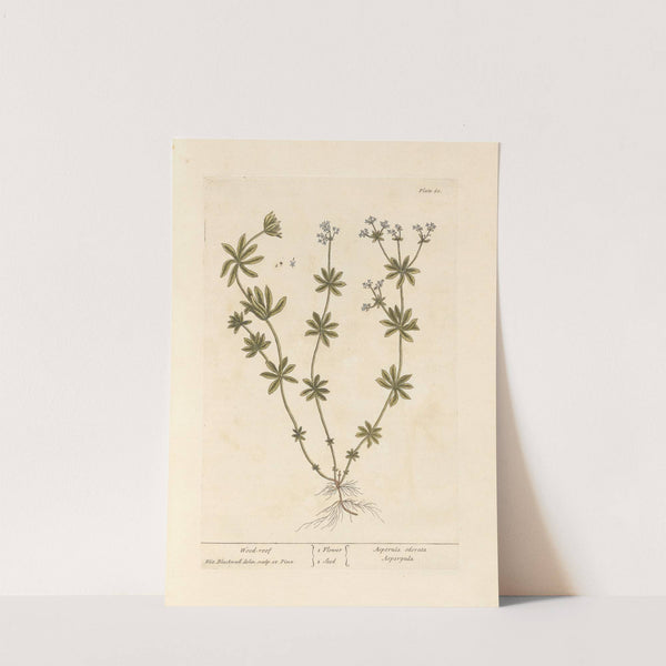 Wood roof by Elizabeth Blackwell