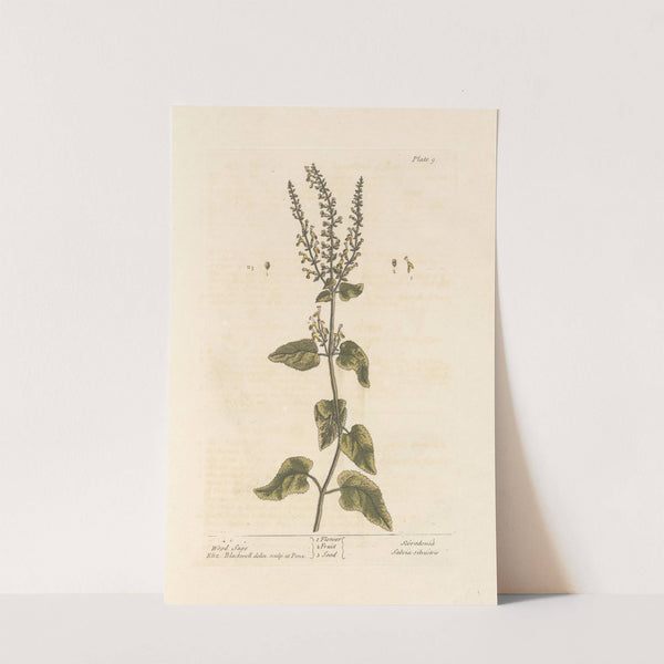 Wood sage by Elizabeth Blackwell