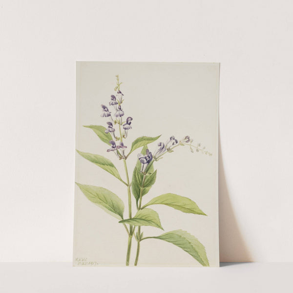 Wood Skullcap (Scutellaria serrata) (1917) by Mary Vaux Walcott