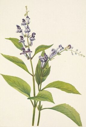 Wood Skullcap. Scutellaria serrata (1925)