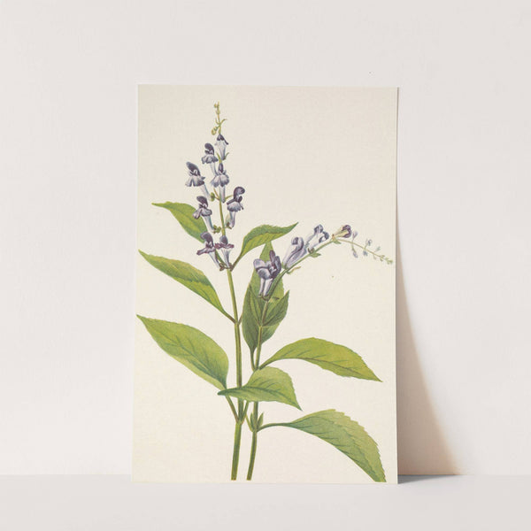 Wood Skullcap. Scutellaria serrata (1925) by Mary Vaux Walcott