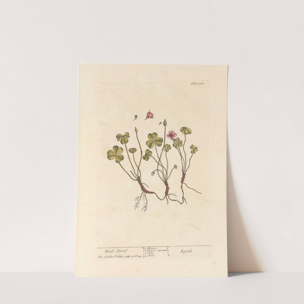 Wood sorrel by Elizabeth Blackwell