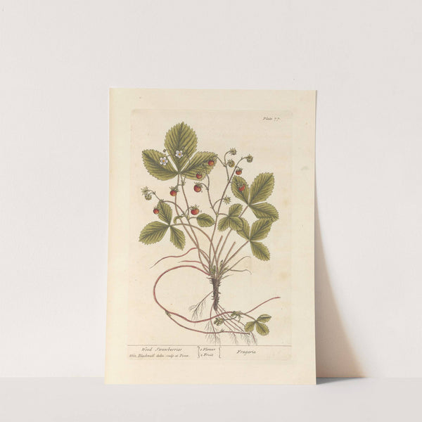 Wood strawberries by Elizabeth Blackwell