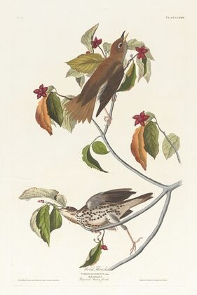 Wood thrush