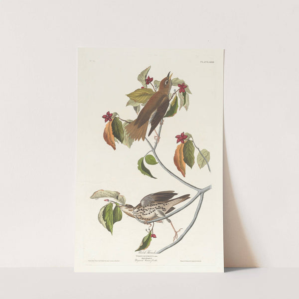 Wood thrush by John James Audubon