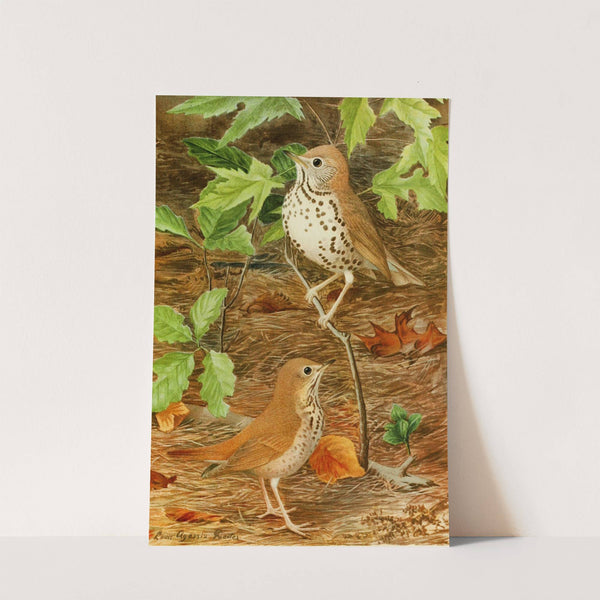 Wood Thrush,Hermit Thrush by Louis Agassiz Fuertes