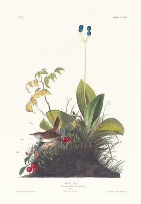 Wood wren