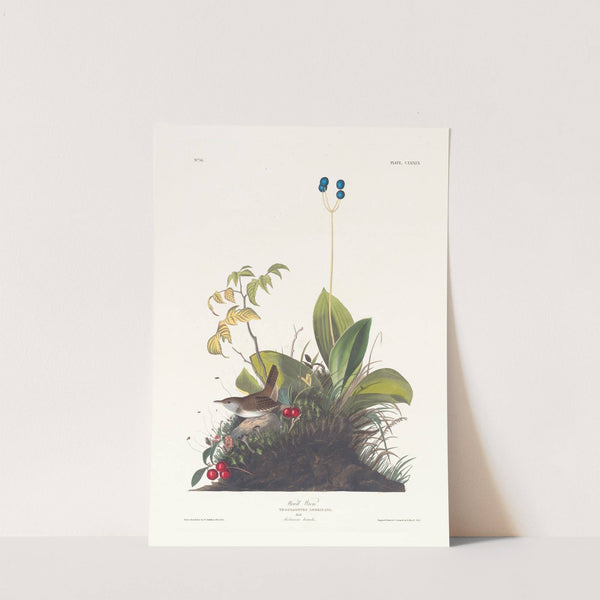 Wood wren by John James Audubon