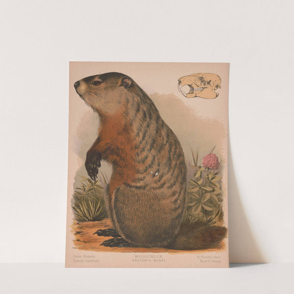 Woodchuck – Arctomys monax (1874) by Louis Prang & Co.