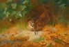 Woodcock (1899)