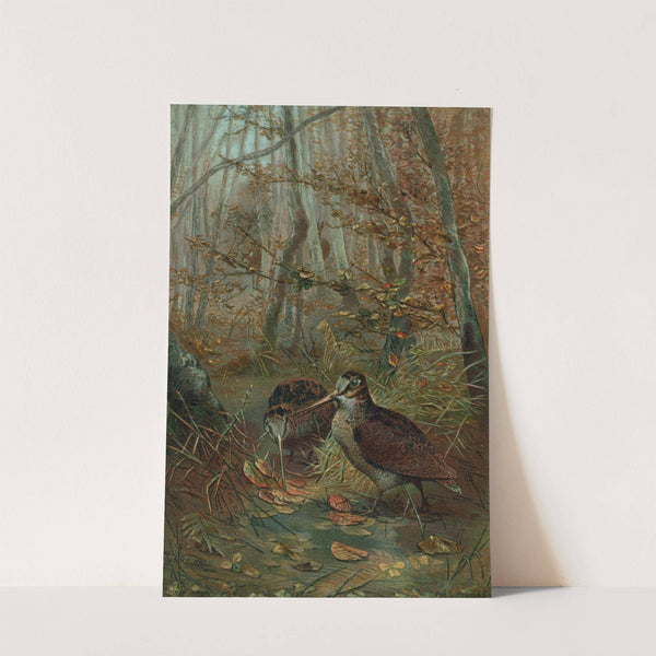 Woodcock. by John George Wood